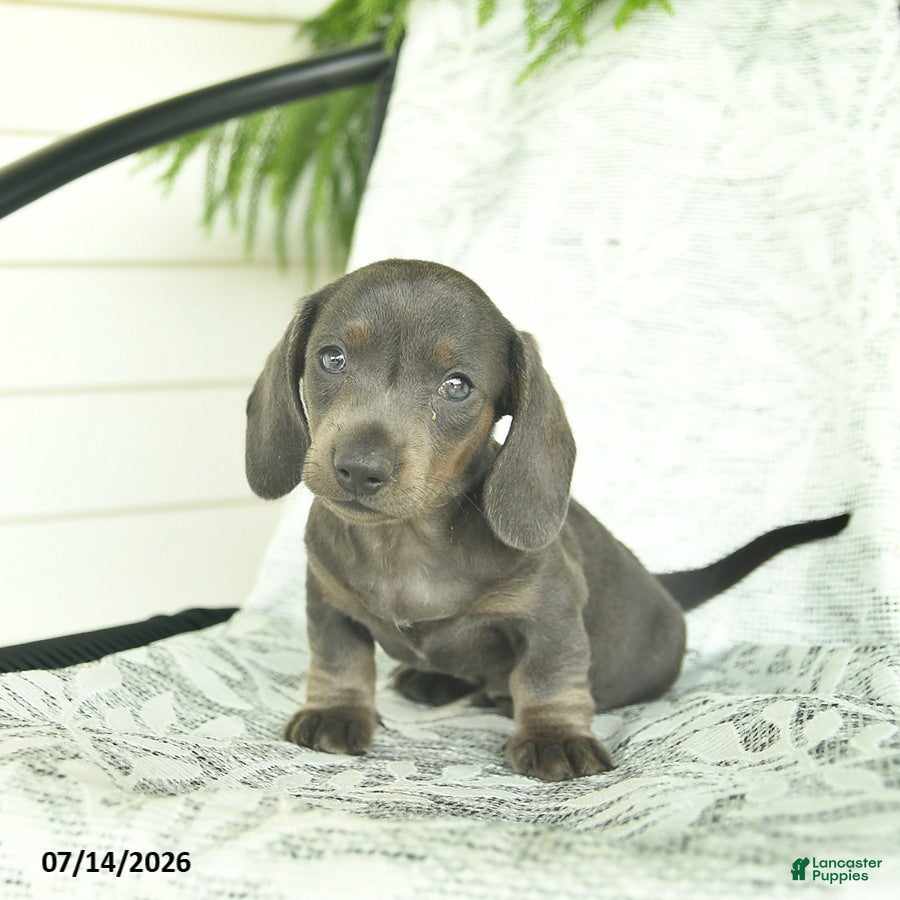 Miniature Dachshund dogs Gizmo  - Ad 1