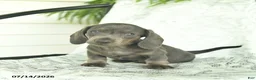 Miniature Dachshund dogs for sale: Gizmo  - Ad 1