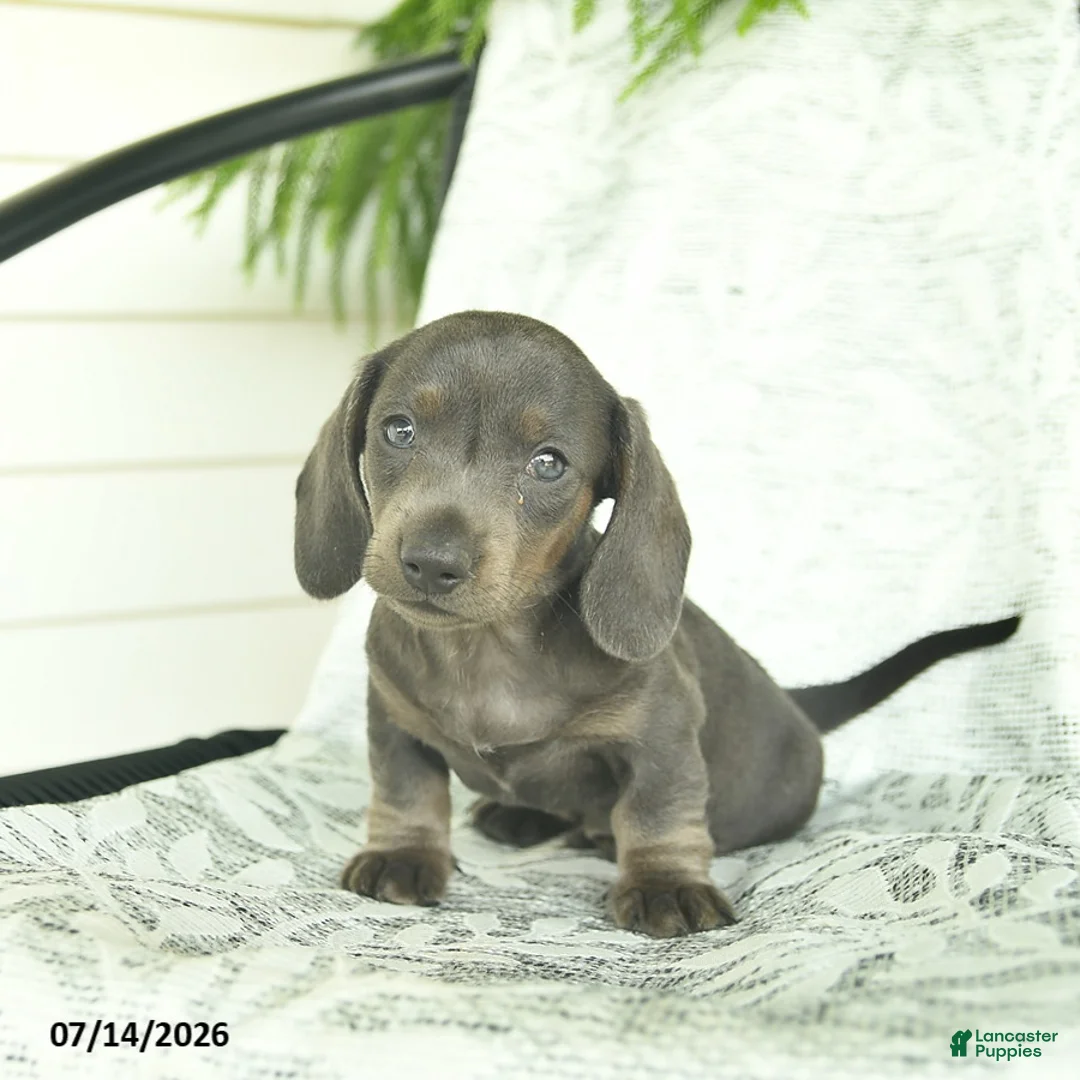 Miniature Dachshund dogs for sale: Gizmo  - Ad 1