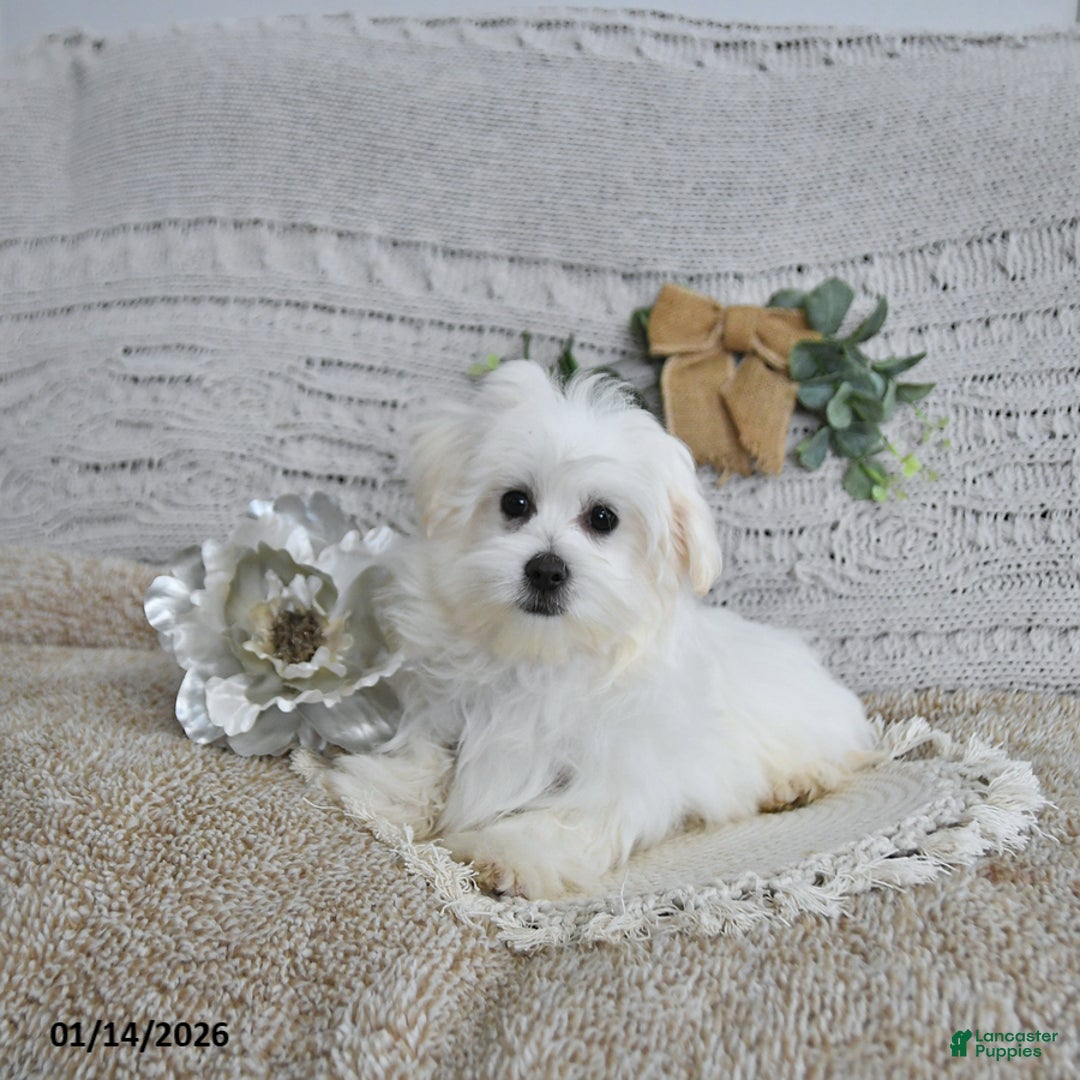 Maltese dogs for sale: Elf - Ad 5