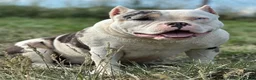 American Bully dogs for sale: Presley - Ad 2