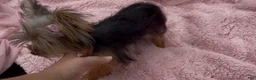 Yorkshire Terrier dogs for sale: Ruby  - Ad 9