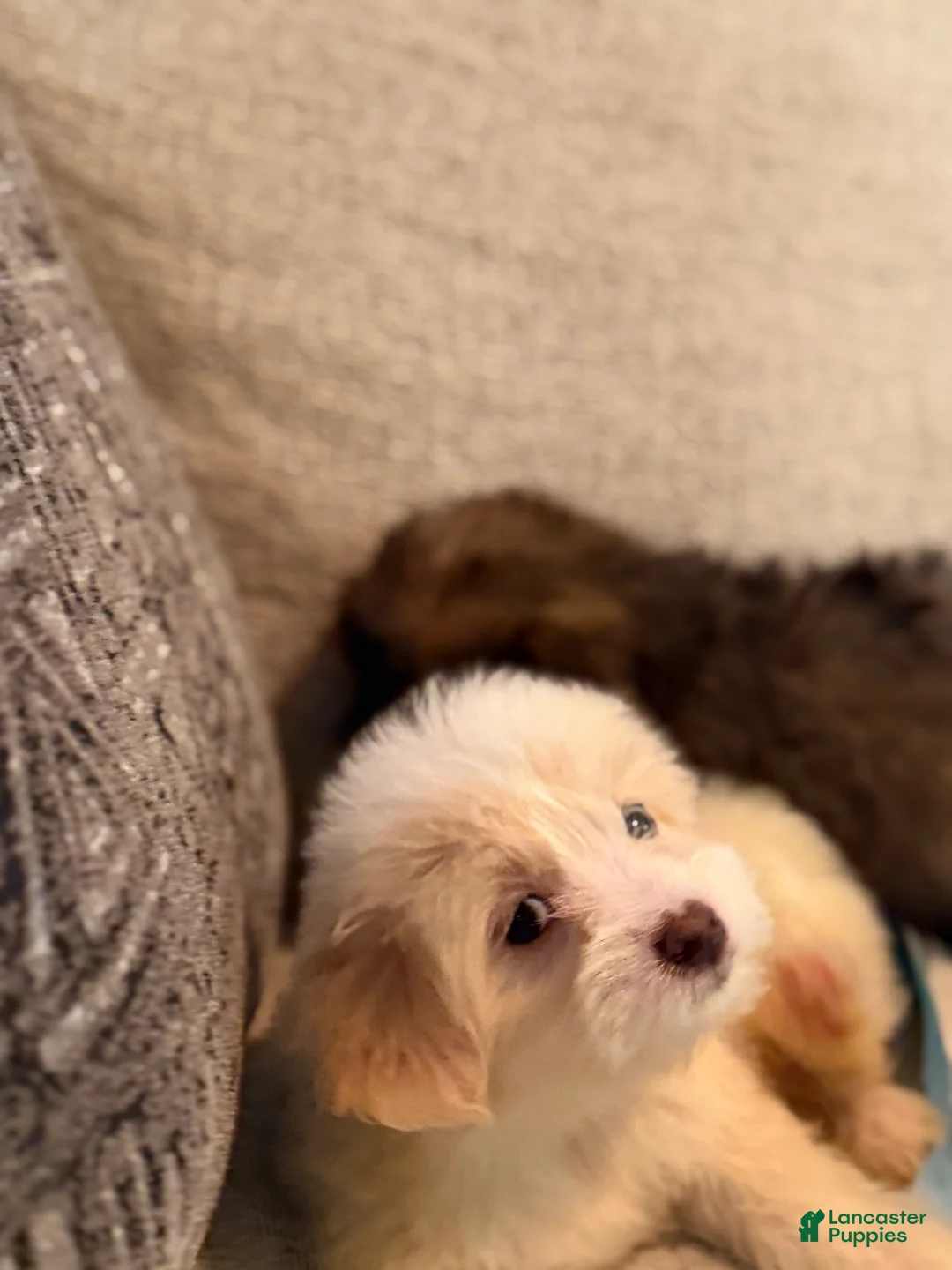 Yorkiepoo dogs for sale: Yorkiepoo Puppy 4 - Ad 1