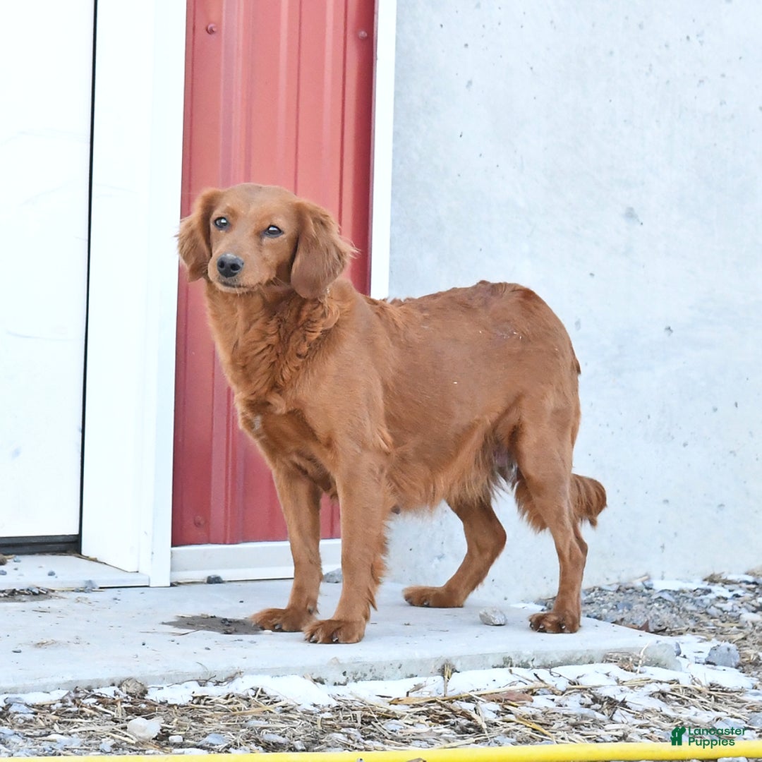 Mini Goldendoodle dogs for sale: Flash - Ad 6