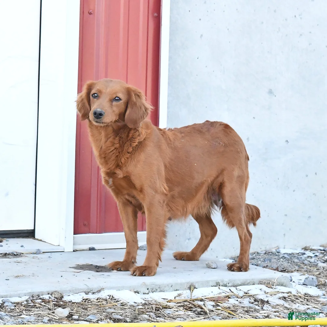 Mini Goldendoodle dogs for sale: Fancy - Ad 6
