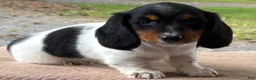 Miniature Dachshund dogs for sale: Isaiah special needs - Ad 2
