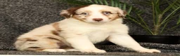 Miniature Australian Shepherd dogs for sale: Molly - Ad 3