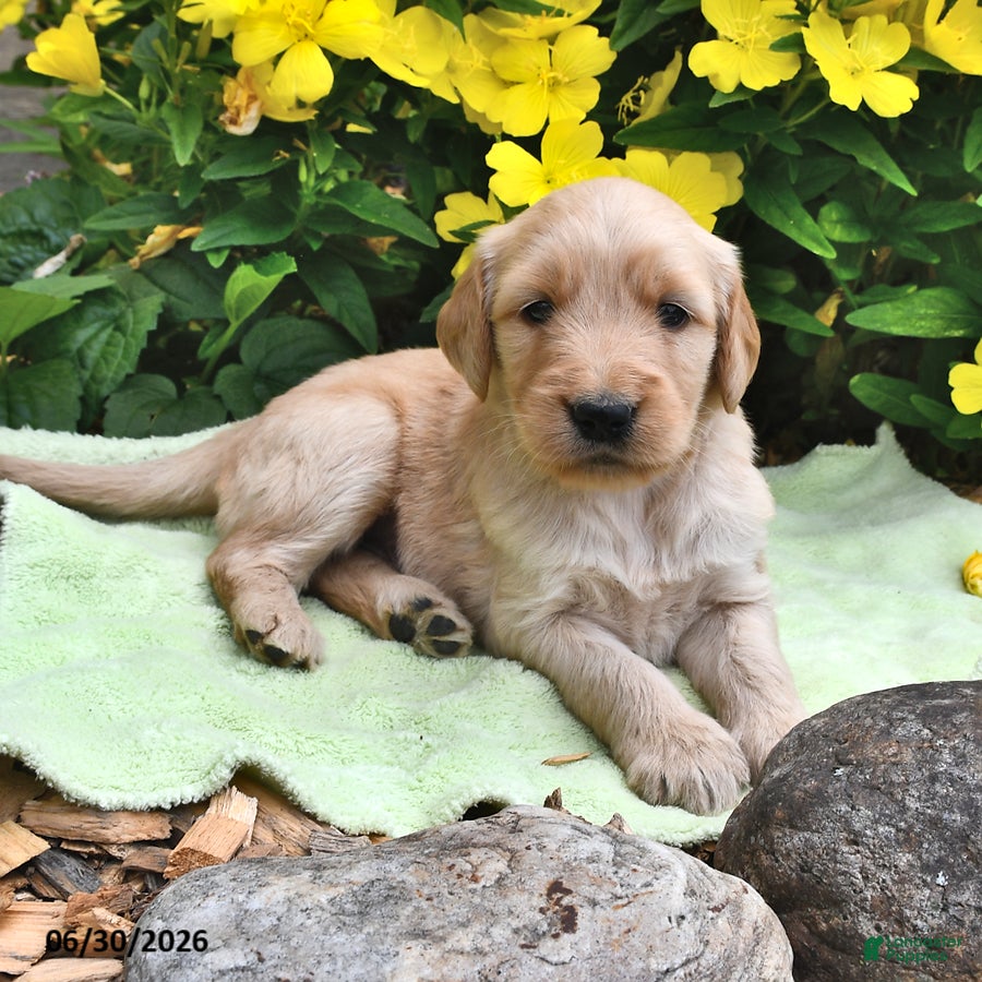 Goldendoodle dogs Lollipop - Ad 2