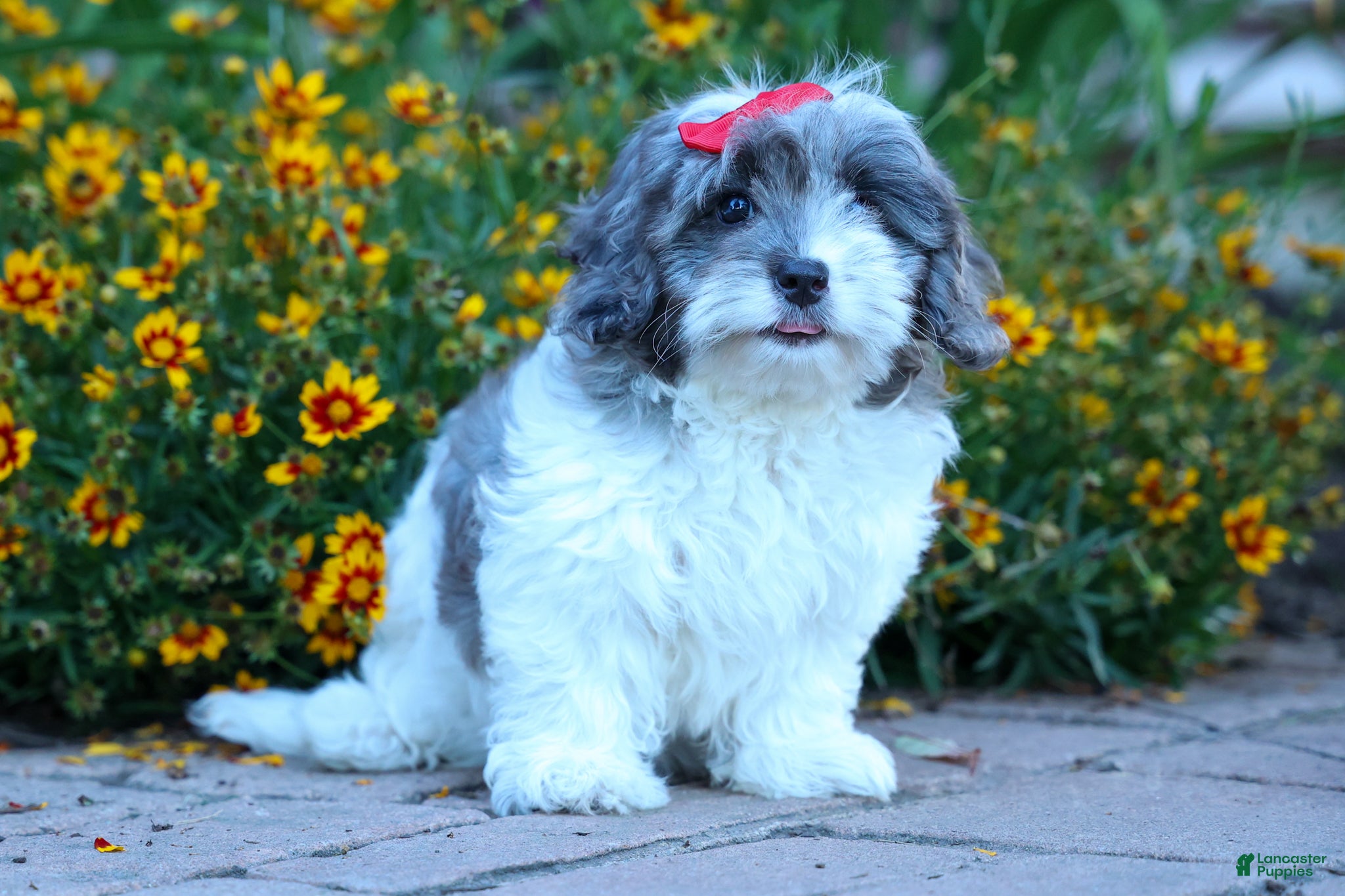 Cavapoo dogs Rain🌸🐾 - Ad 1