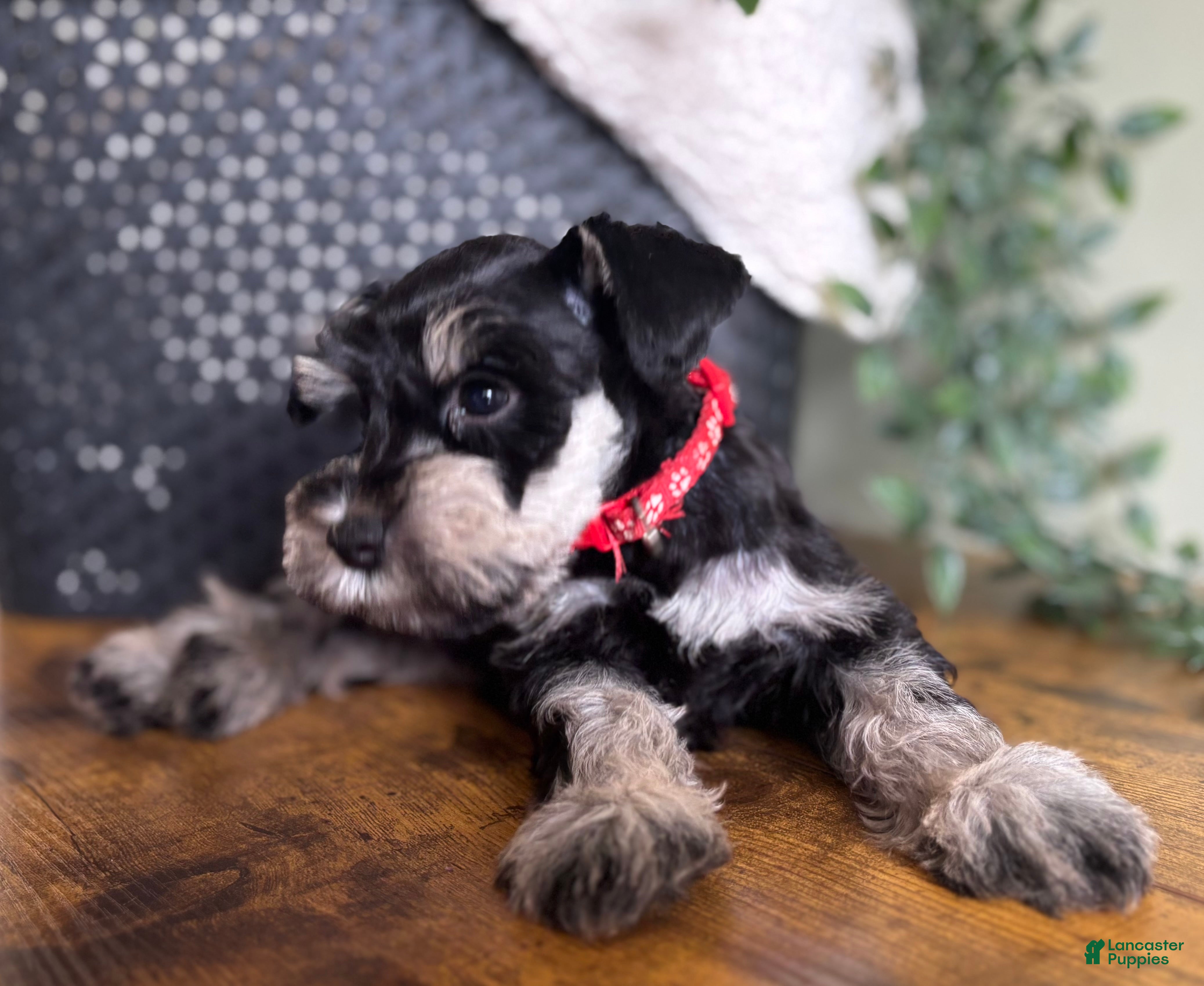 Miniature Schnauzer dogs Jack - Ad 1