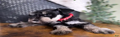 Jack