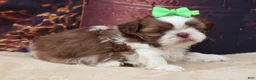 Shih Tzu dogs for sale: Tucker - Ad 3