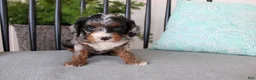 Cavapoo dogs for sale: Buttercup - Ad 4