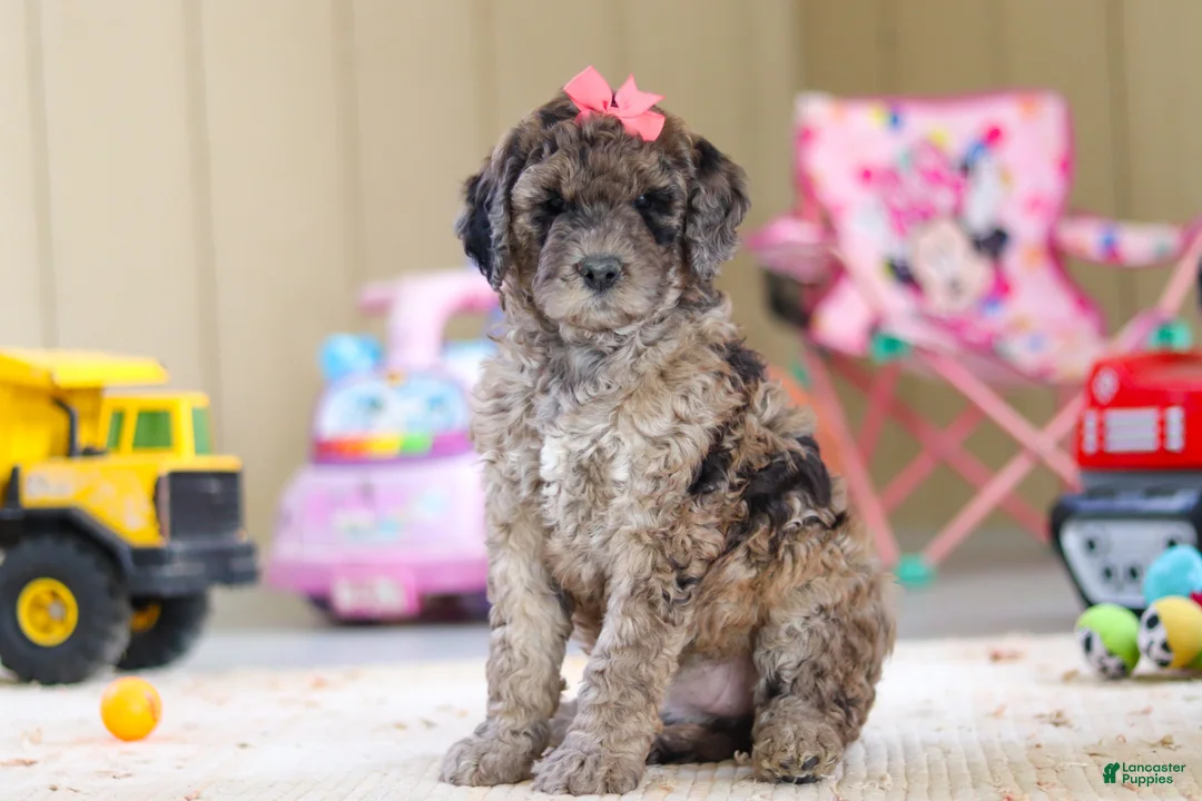 Newfypoo dogs for sale: Ginger - Ad 3