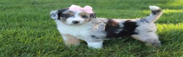 Mini Aussiedoodle dogs for sale: Kali 🎀 - Ad 6