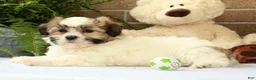 Shih Tzu dogs for sale: Brett - Ad 7