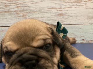 English Bulldog dogs Grizz - Ad 40