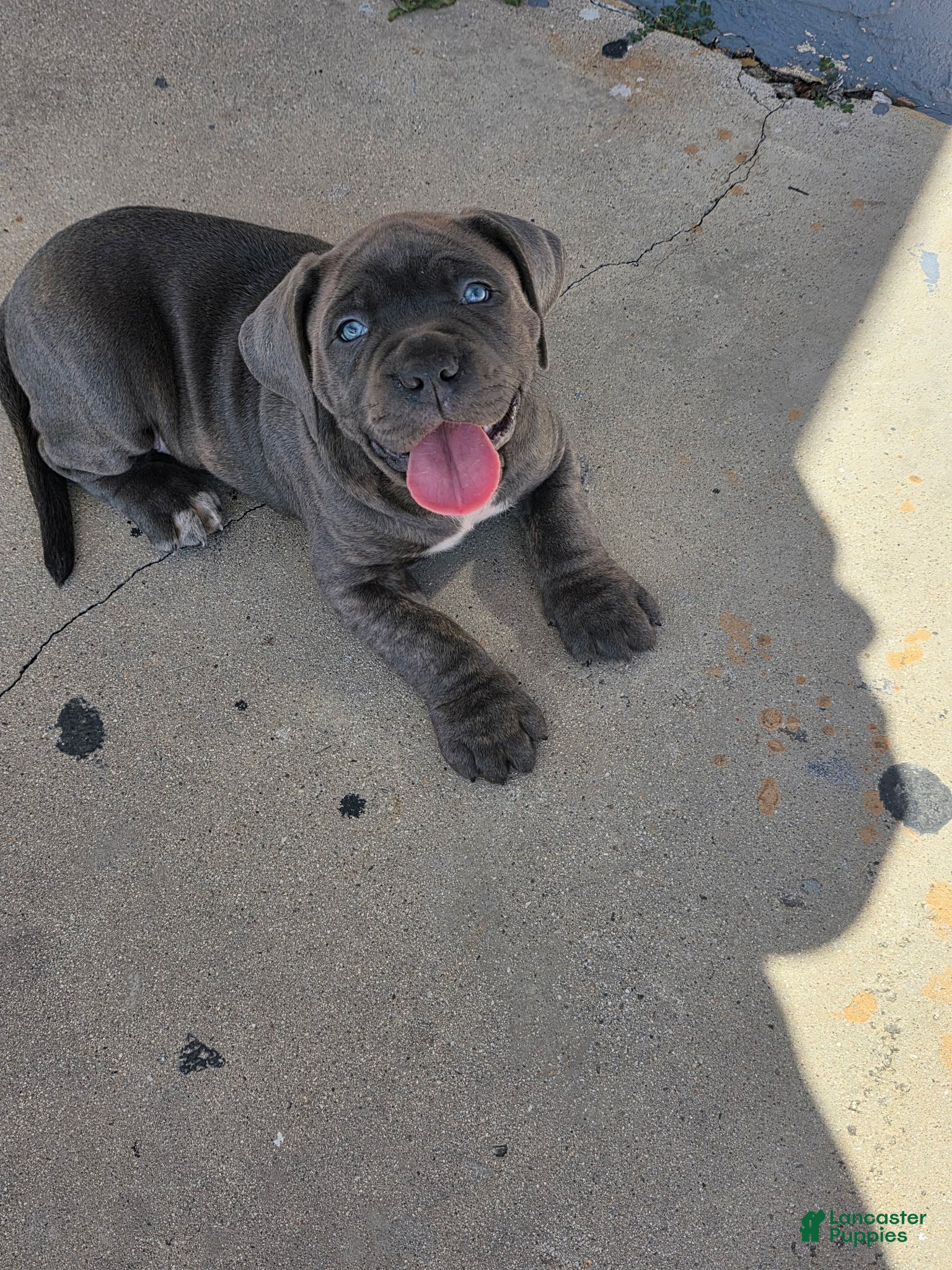 Mixed Breed dogs Mixed Breed Puppy 1 - Ad 1