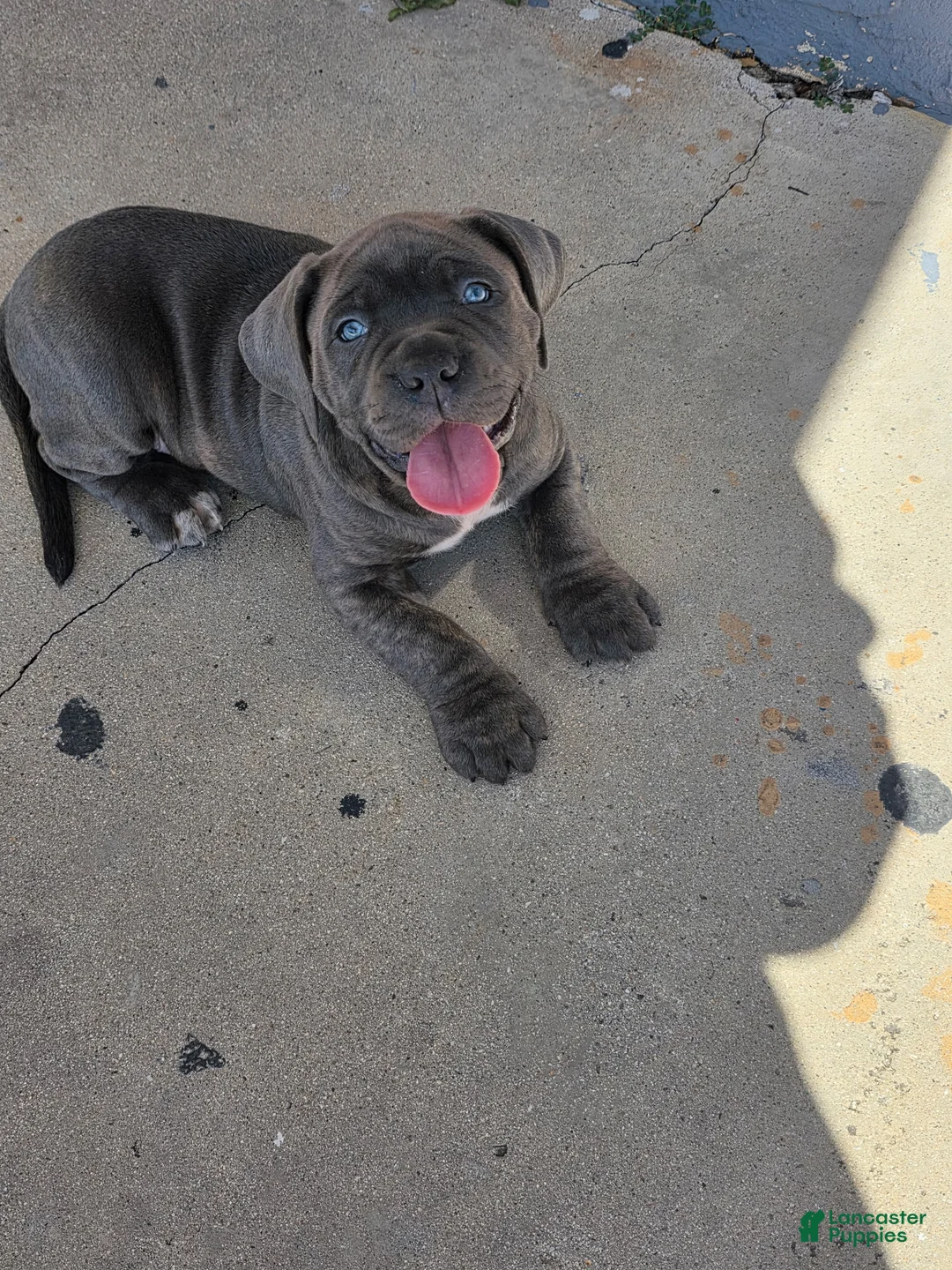 Mixed Breed dogs for sale: Mixed Breed Puppy 1 - Ad 1