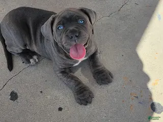 Mixed Breed dogs Mixed Breed Puppy 1 - Ad 1