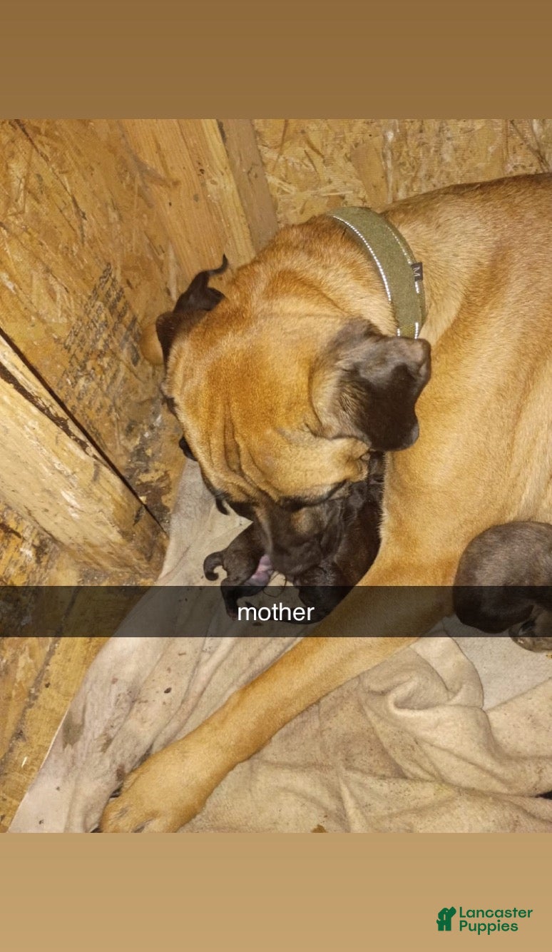 Cane Corso dogs Cane Corso 7 - Ad 19