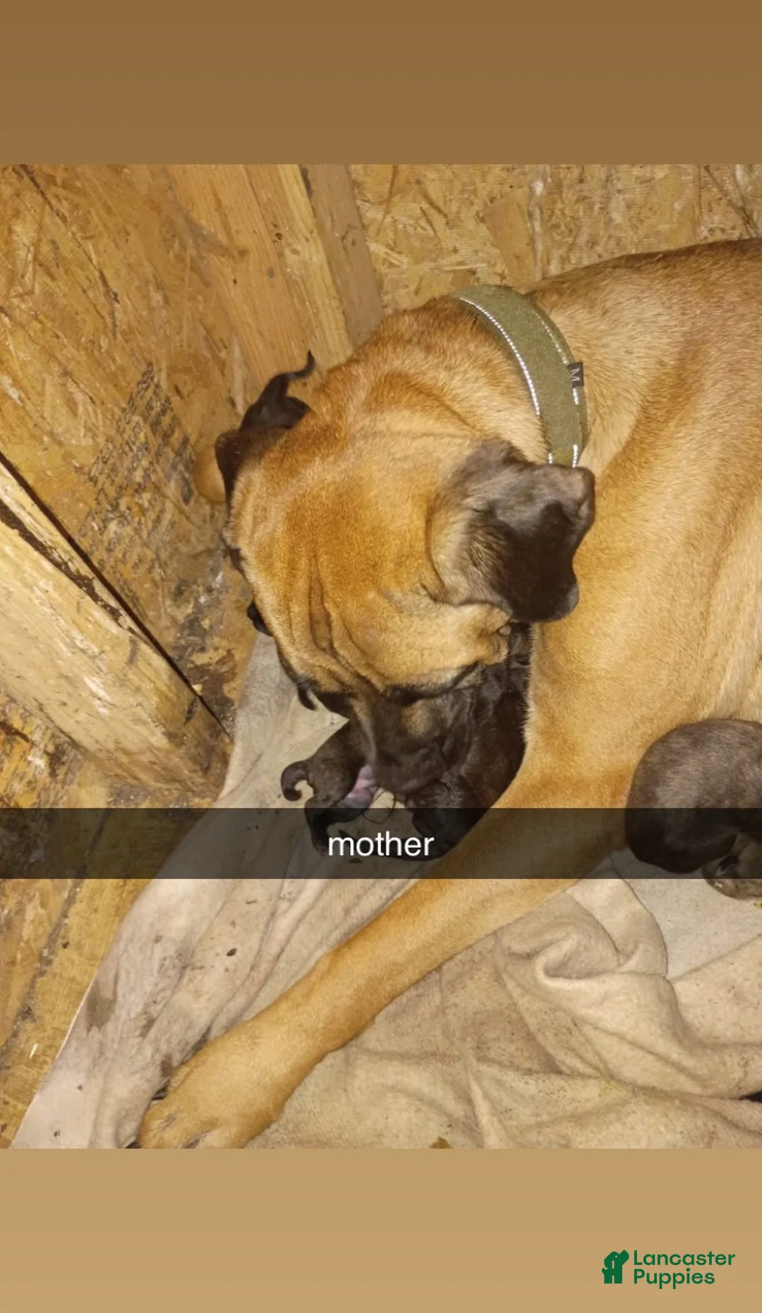 Cane Corso dogs for sale: Cane Corso 7 - Ad 1