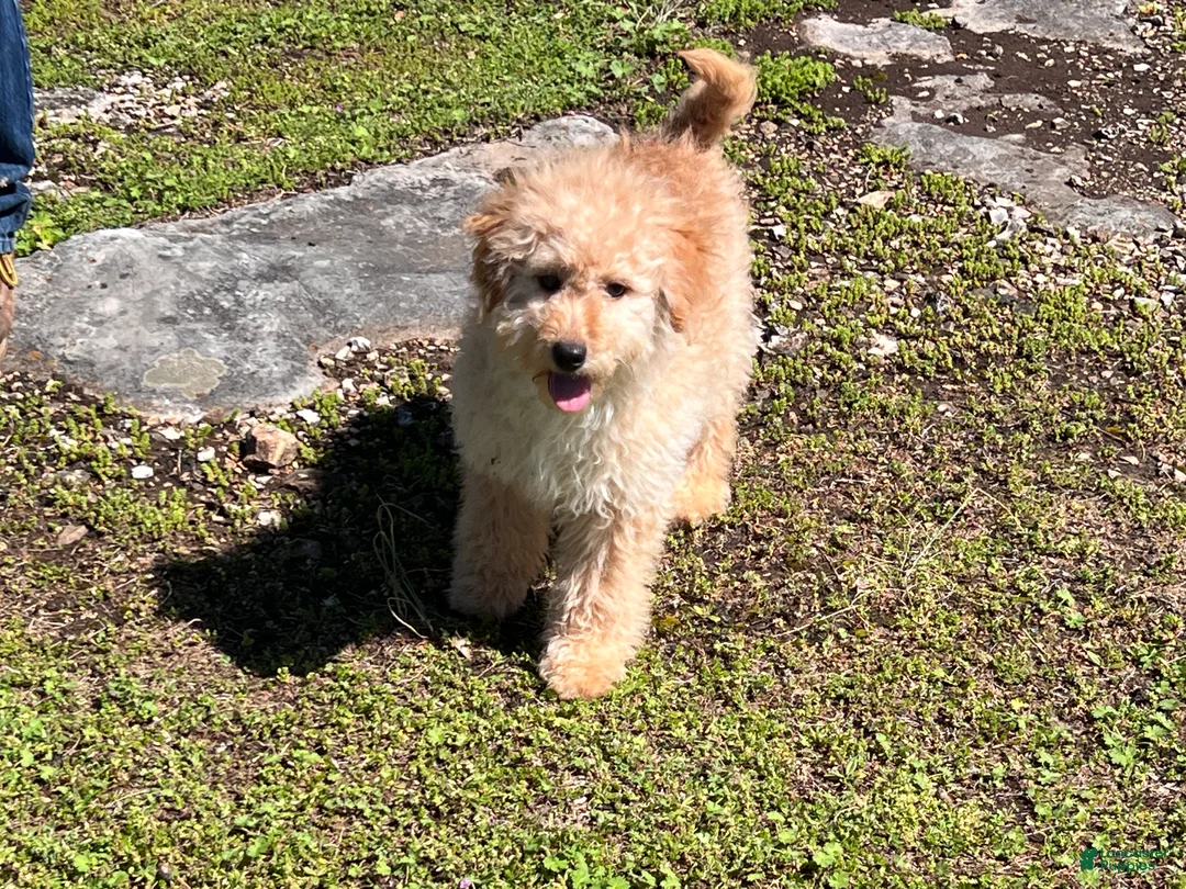 Goldendoodle dogs for sale: Goldendoodle Puppy 2 - Ad 2