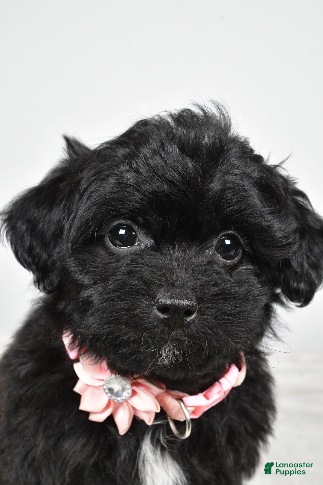 Shihpoo dogs for sale: Indie - Ad 10