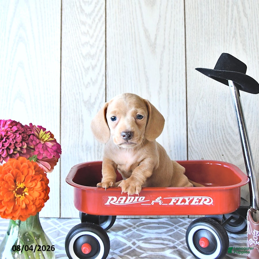 Miniature Dachshund dogs Rex - Ad 1