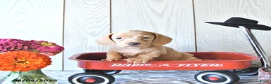 Rex