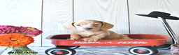 Miniature Dachshund dogs for sale: Rex - Ad 1