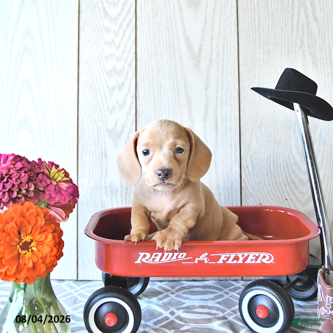 Miniature Dachshund dogs for sale: Rex - Ad 1