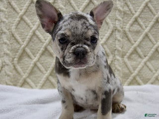 French Bulldog dogs Twinkle - Ad 8