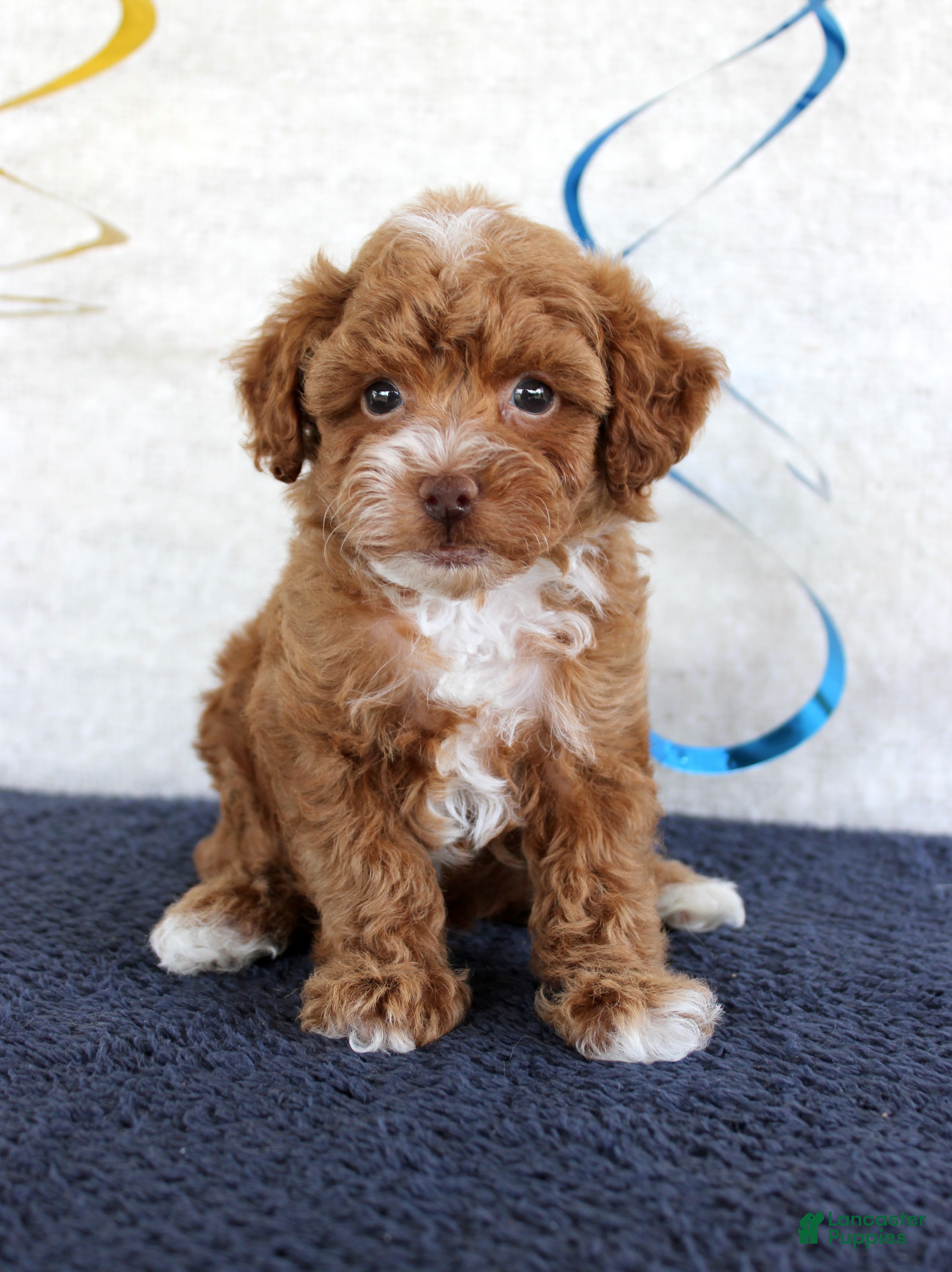 Toy Poodle dogs Piper - Ad 29