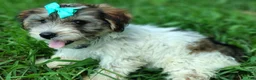 Yorkshire Terrier dogs for sale: Yorkshire Terrier 4 - Ad 3