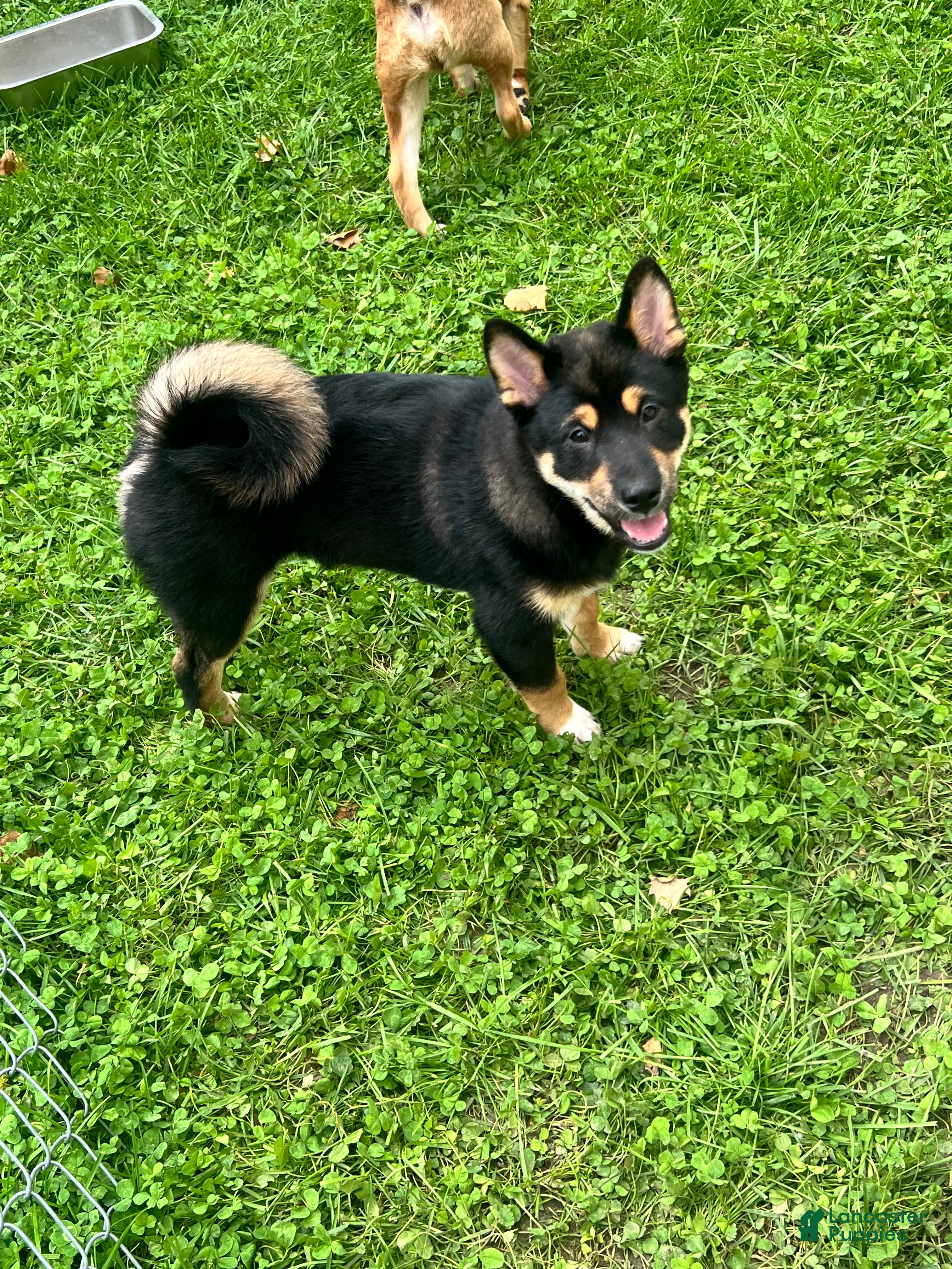 Shiba Inu dogs Enzo - Ad 7