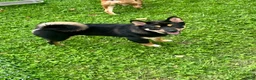 Shiba Inu dogs for sale: Enzo - Ad 1