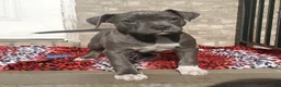 American Bully dogs for sale: SNOOP DOGG - Ad 4