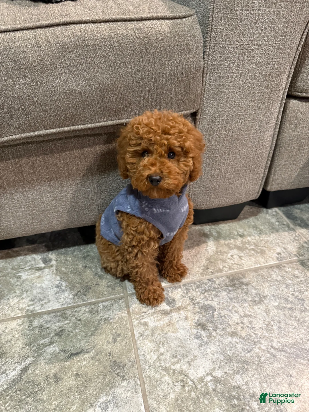 Miniature Poodle dogs for sale: Miniature Poodle Puppy 1 - Ad 2