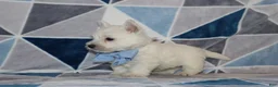 West Highland Terrier dogs for sale: Paulus - Ad 3