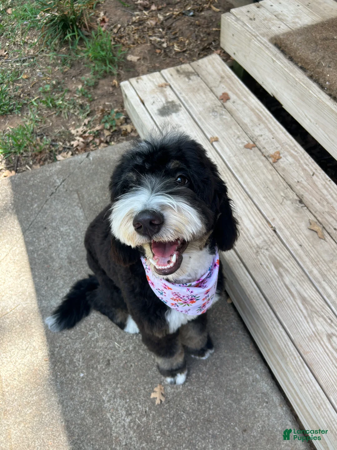 Mini Bernedoodle dogs for sale: Peppermint - Ad 2