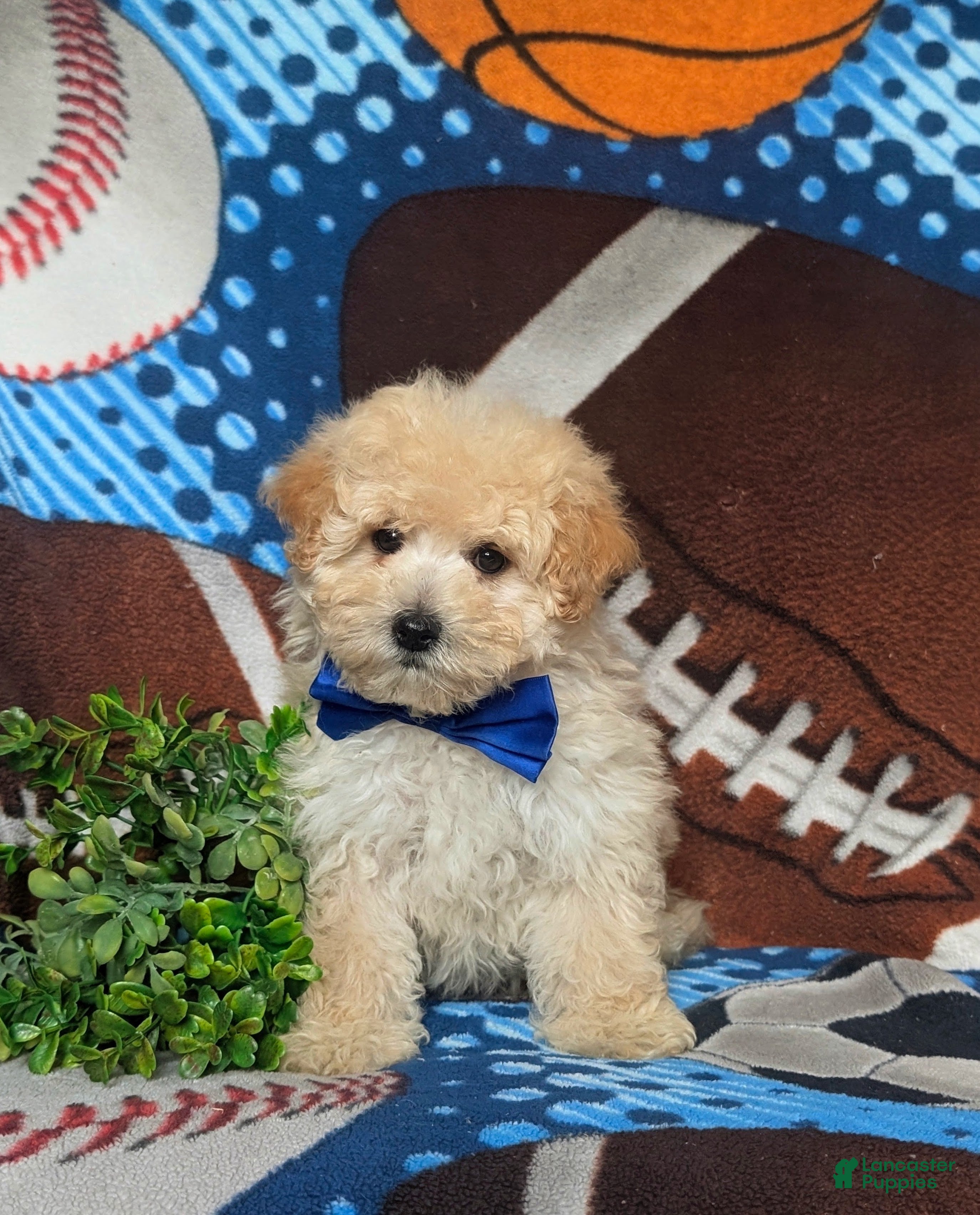 Maltipoo dogs Wendell - Ad 2