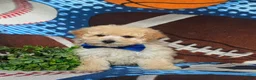 Maltipoo dogs for sale: Wendell - Ad 2