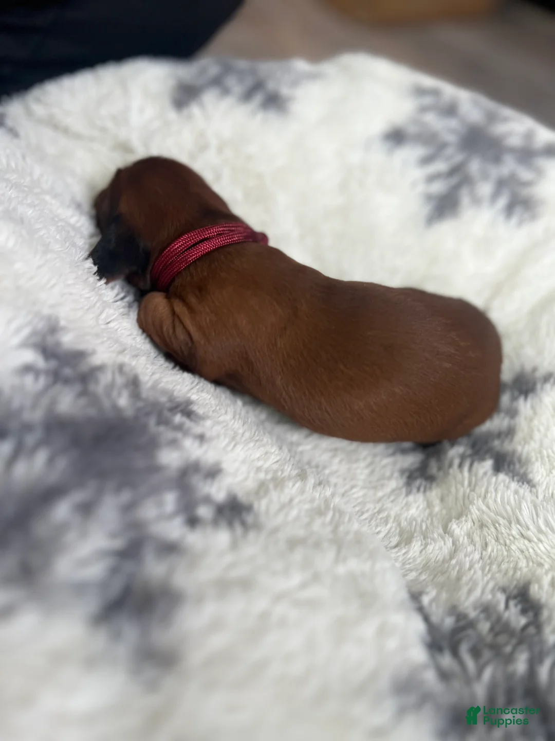 Miniature Dachshund dogs for sale: Cookie - Ad 22