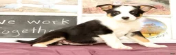 Mixed Breed dogs for sale: Tulip - Ad 4