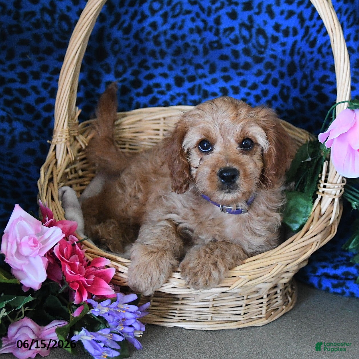 Cavapoo dogs Carly - Ad 1