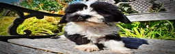 Havapoo dogs for sale: Kibbles - Ad 6
