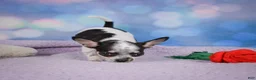 Chihuahua dogs for sale: DAHLIA - Ad 4
