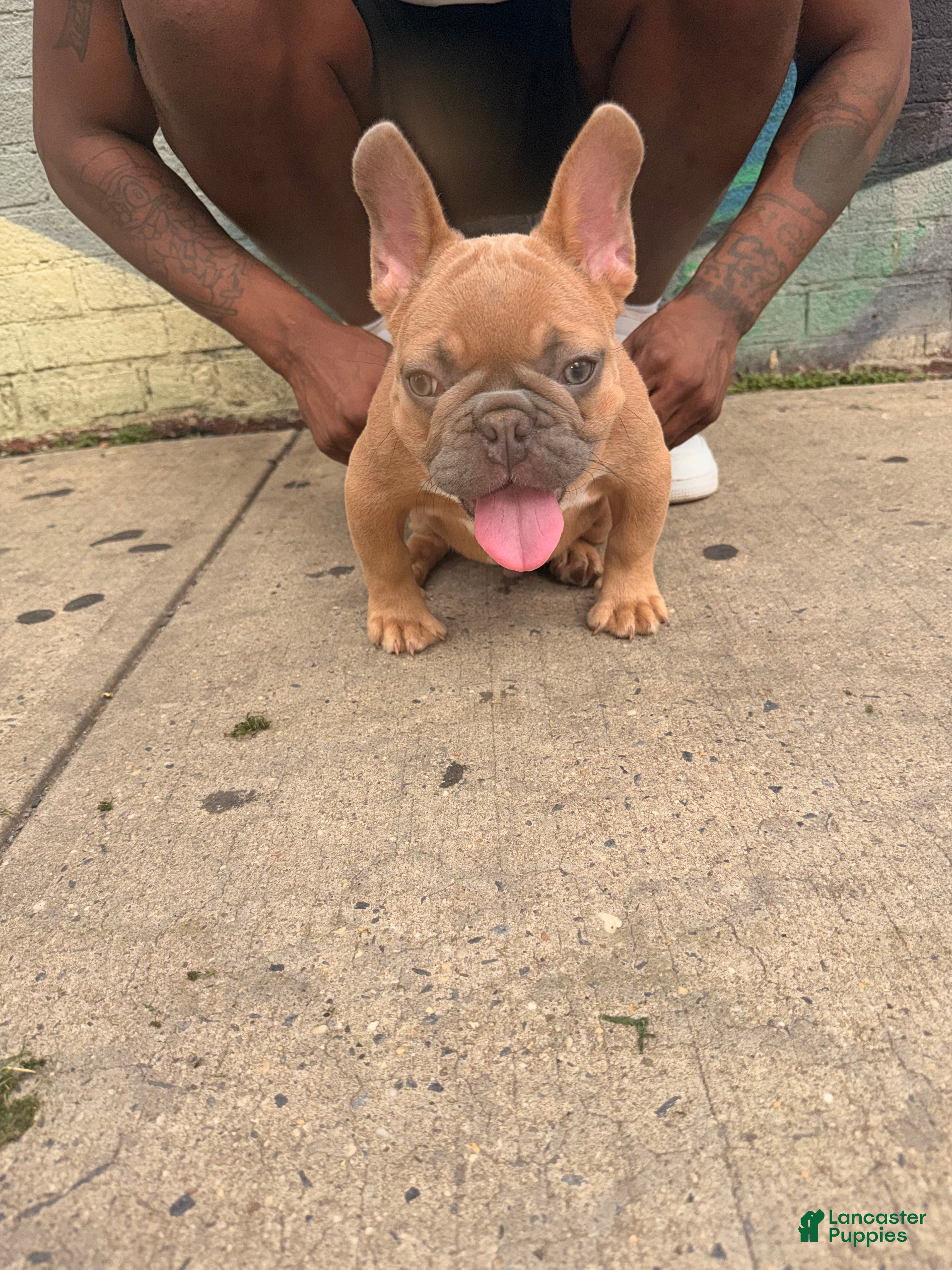 French Bulldog dogs French Bulldog 1 - Ad 2
