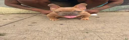 French Bulldog dogs for sale: French Bulldog 1 - Ad 2